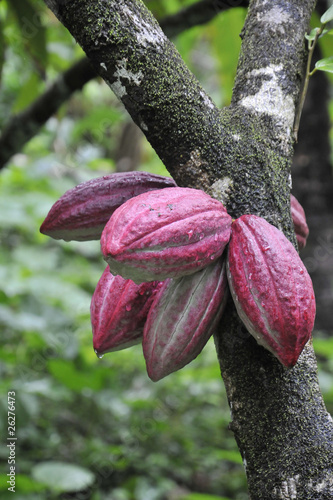 cacaoyer 1 photo