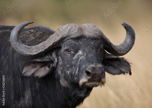 Big male Cape buffalo with grass in it's mouth