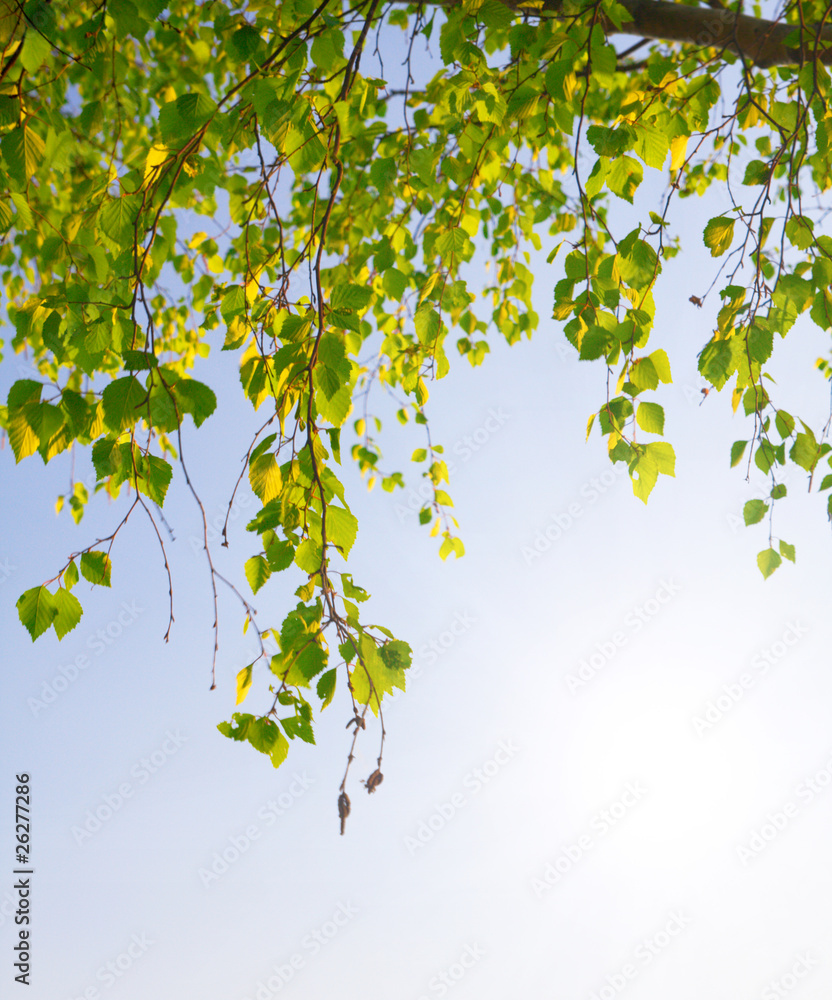 Naklejka premium green foliage branch and blue sky