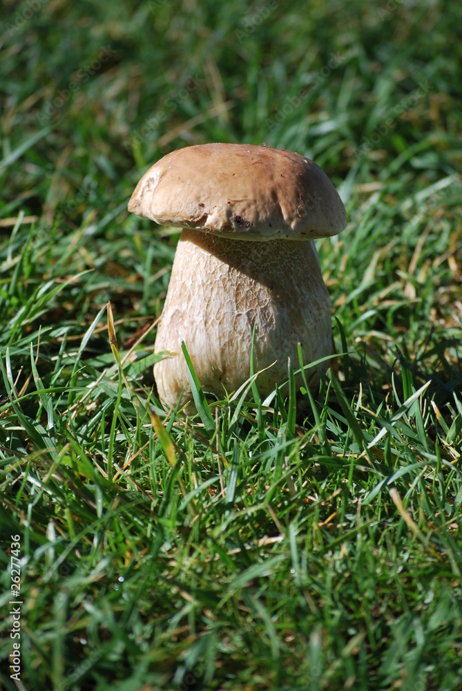 boletus2 boletus2