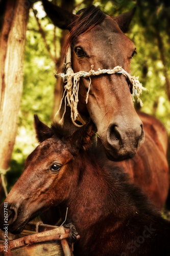 Fototapeta Naklejka Na Ścianę i Meble -  mother and baby horse