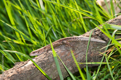 Viviparous lizard on the trunk