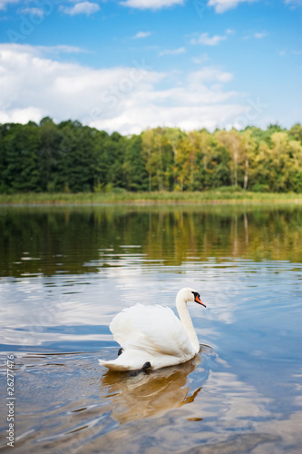 Swan swimming on the pond