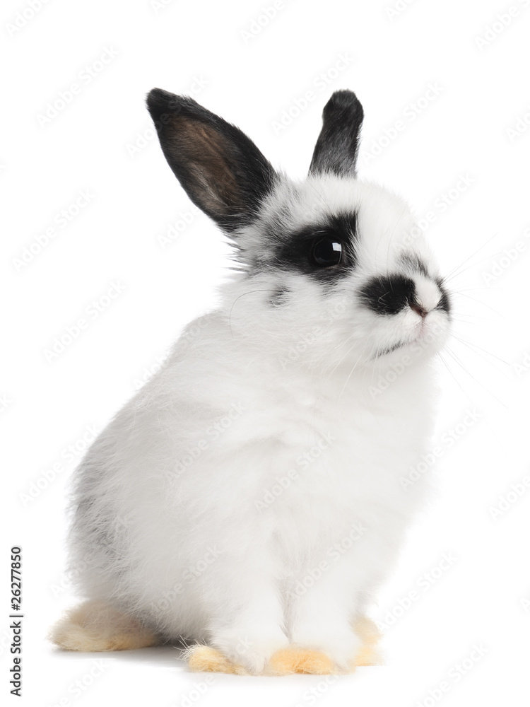 Rabbit Rabbit