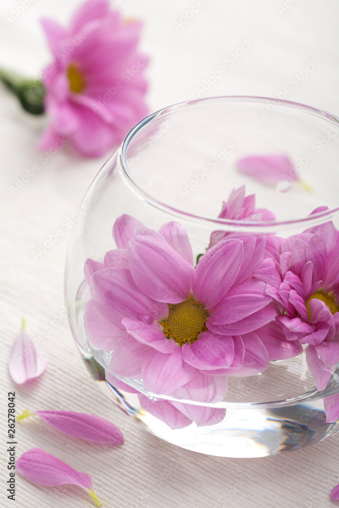 pink flowers in vase