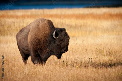 Bison