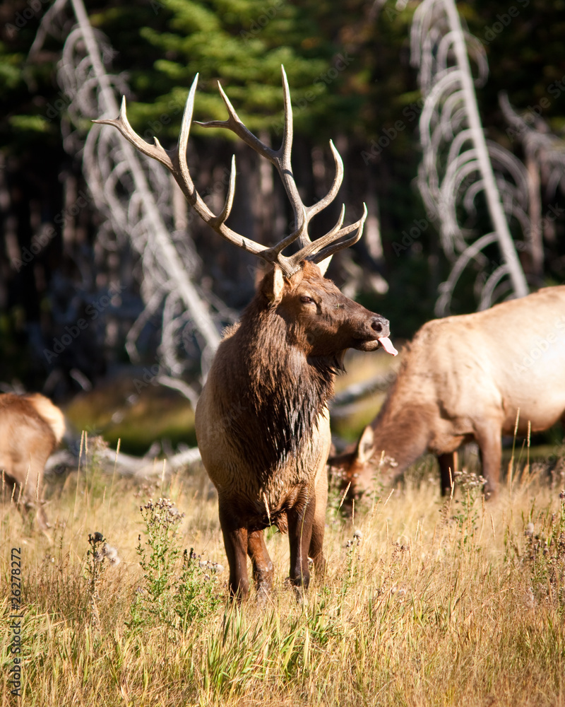 Obraz premium Bull Elk