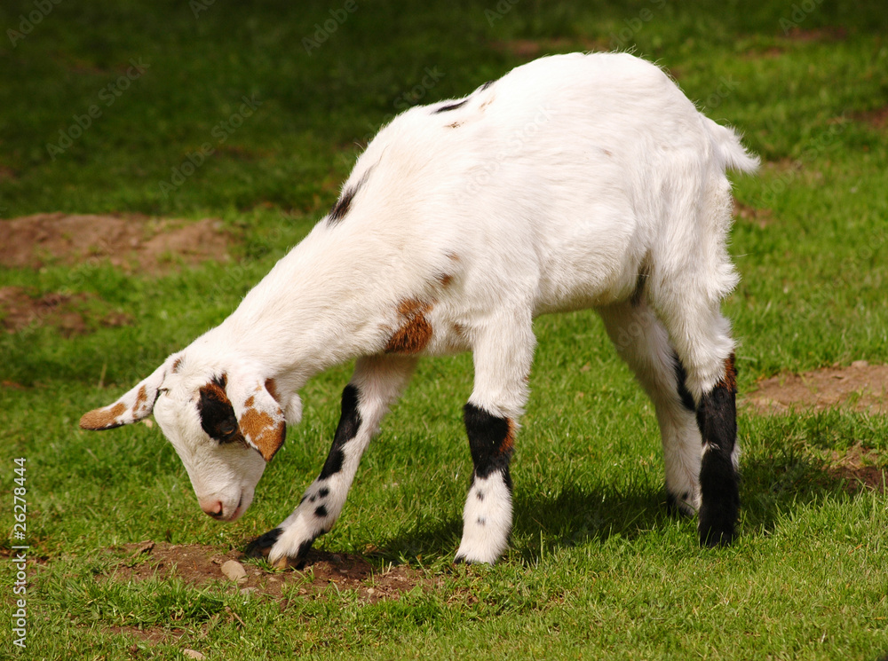 Obraz premium Grazing white dwarf goat