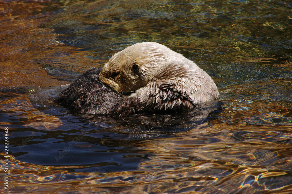 Fototapeta premium Sea otter