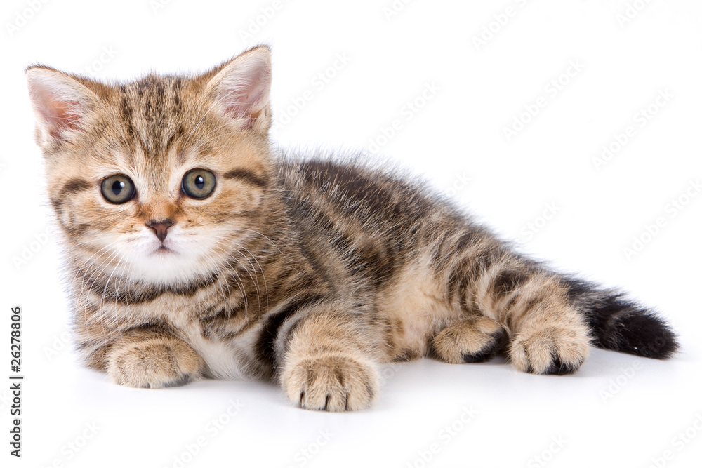 British kittens on white backgrounds