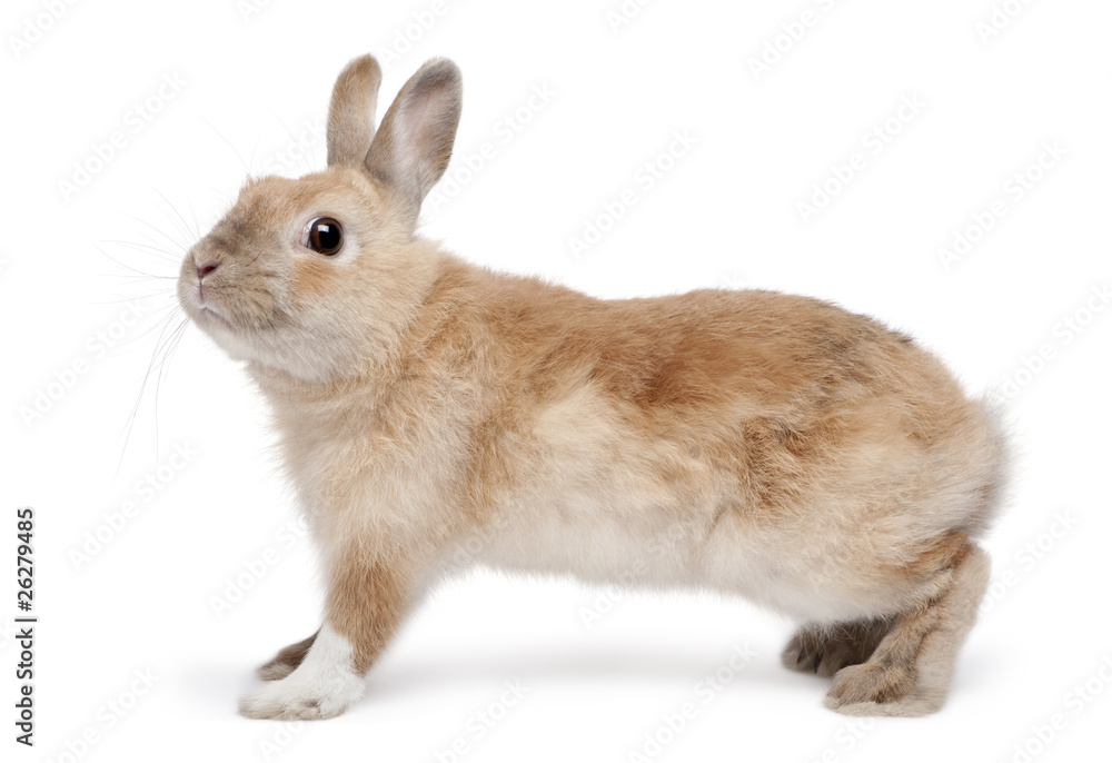 Obraz premium Brown Rabbit in front of white background