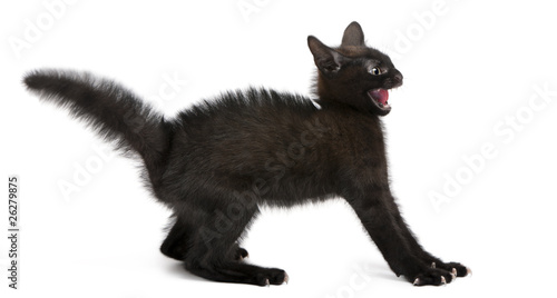 Fototapeta Naklejka Na Ścianę i Meble -  Frightened black kitten standing in front of white background