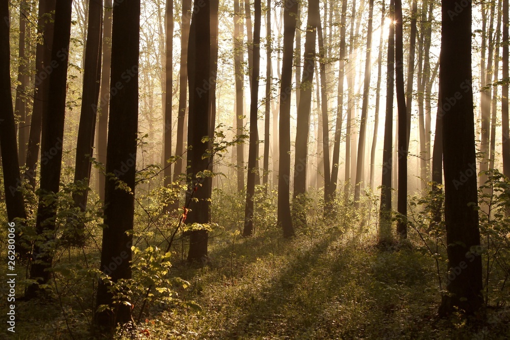 Obraz premium Misty spring forest illuminated by the rising sun