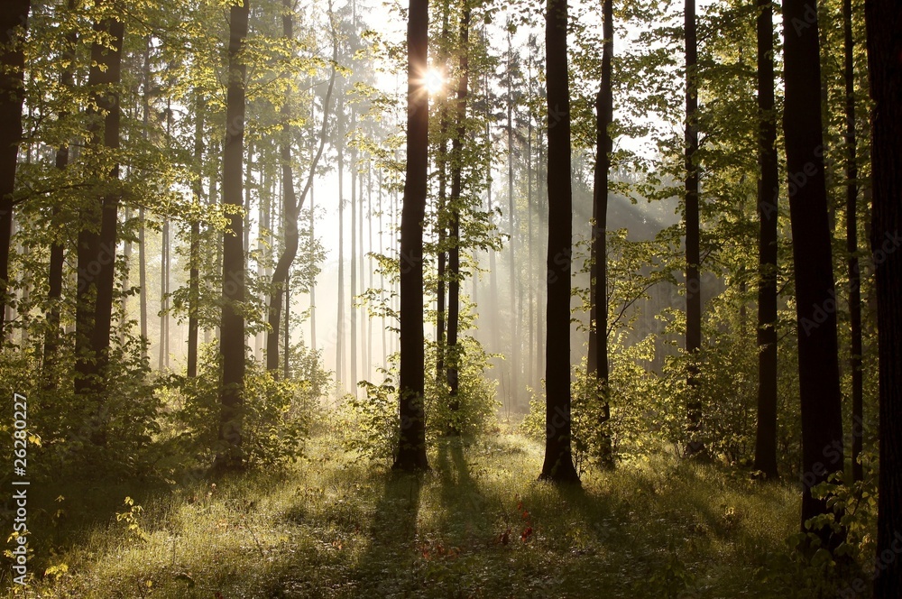 Sunbeams entering into forest on a misty morning