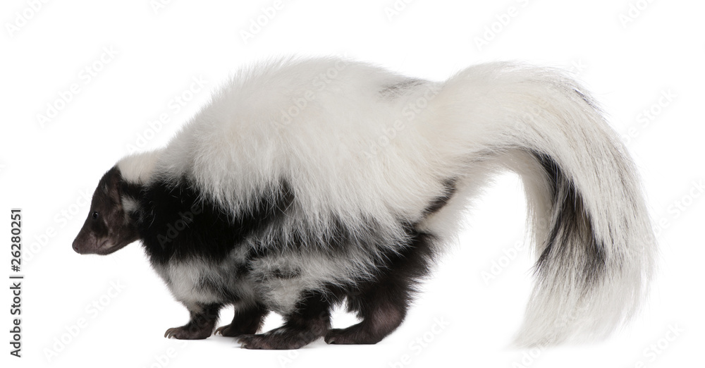 Striped Skunk, Mephitis Mephitis, 5 years old, standing Striped Skunk, Mephitis Mephitis, 5 years old, standing