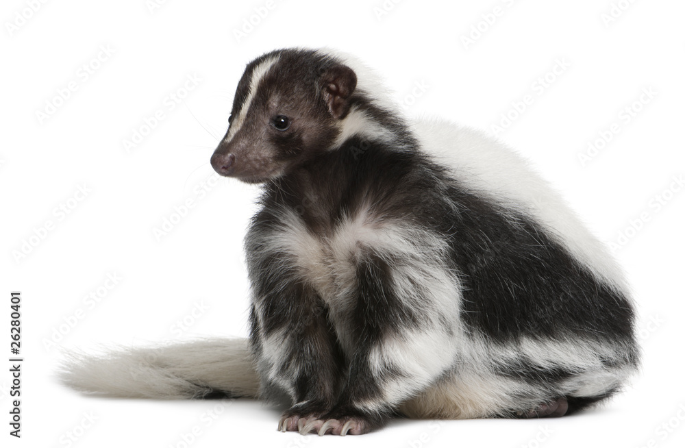 Obraz premium Striped Skunk, Mephitis Mephitis, 5 years old, sitting