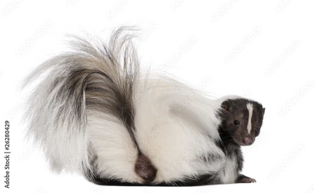 Naklejka premium Striped Skunk, Mephitis Mephitis, 5 years old, lying