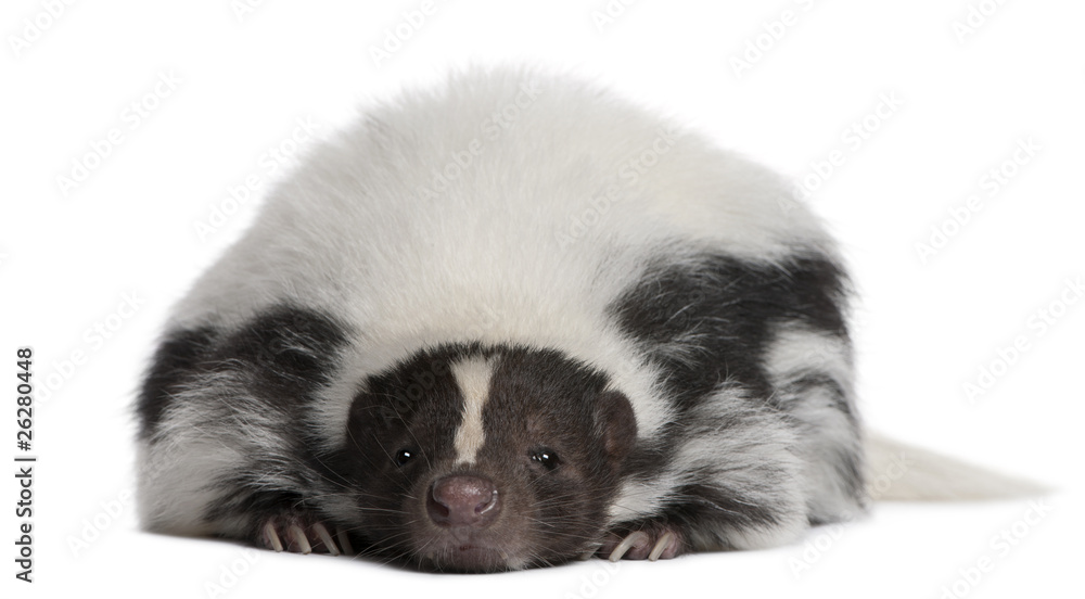 Striped Skunk, Mephitis Mephitis, 5 years old, lying Striped Skunk, Mephitis Mephitis, 5 years old, lying