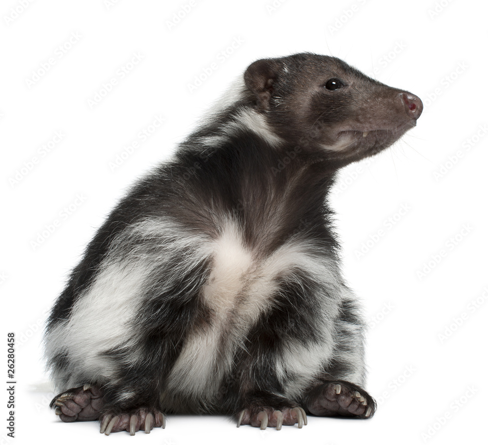 Striped Skunk, Mephitis Mephitis, 5 years old, sitting Striped Skunk, Mephitis Mephitis, 5 years old, sitting
