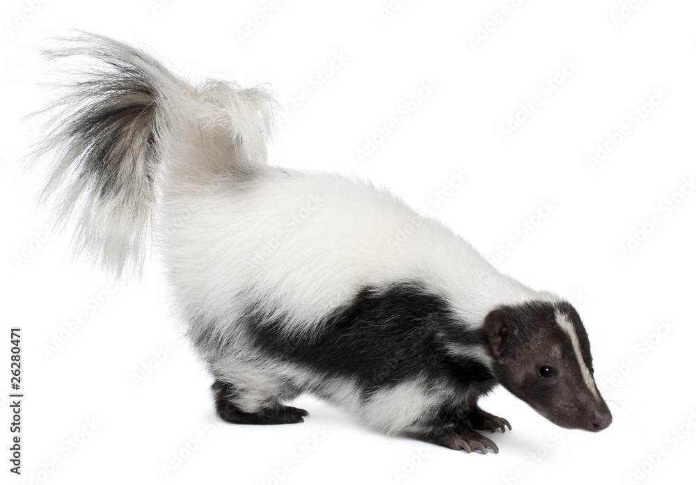 Naklejka premium Striped Skunk, Mephitis Mephitis, 5 years old, standing