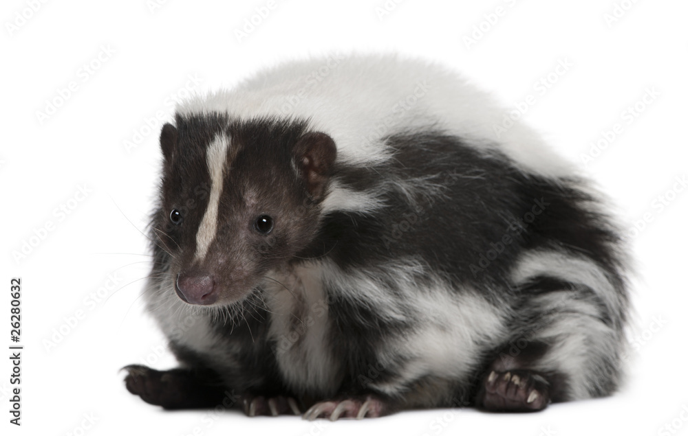 Striped Skunk, Mephitis Mephitis, 5 years old, lying Striped Skunk, Mephitis Mephitis, 5 years old, lying