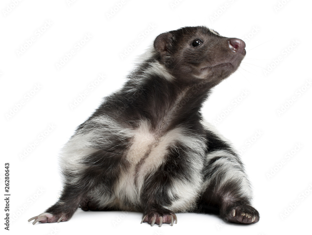 Obraz premium Striped Skunk, Mephitis Mephitis, 5 years old, lying i