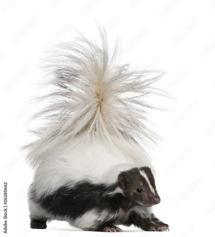 Striped Skunk, Mephitis Mephitis, 5 years old, standing