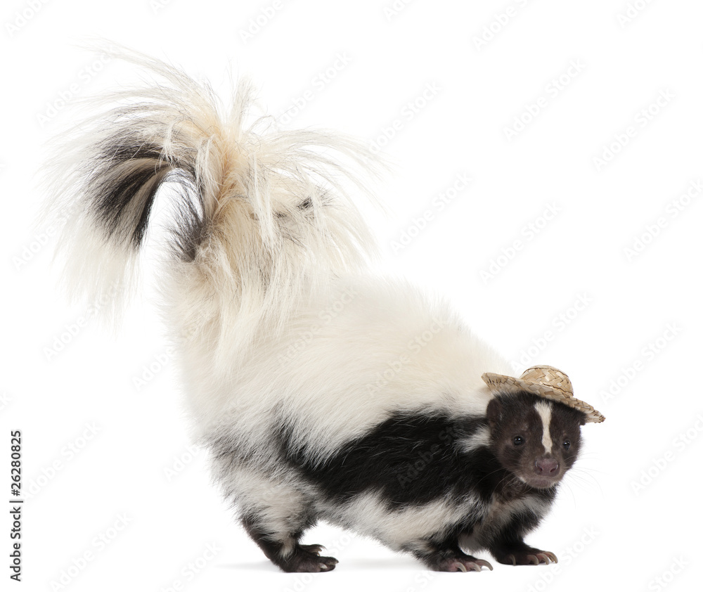 Striped Skunk, Mephitis Mephitis, 5 years old, wearing a hat