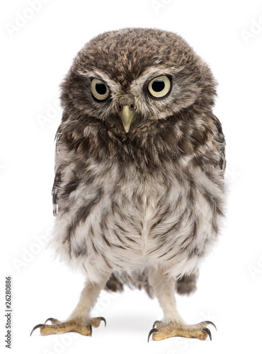 Young owl standing in front of white background