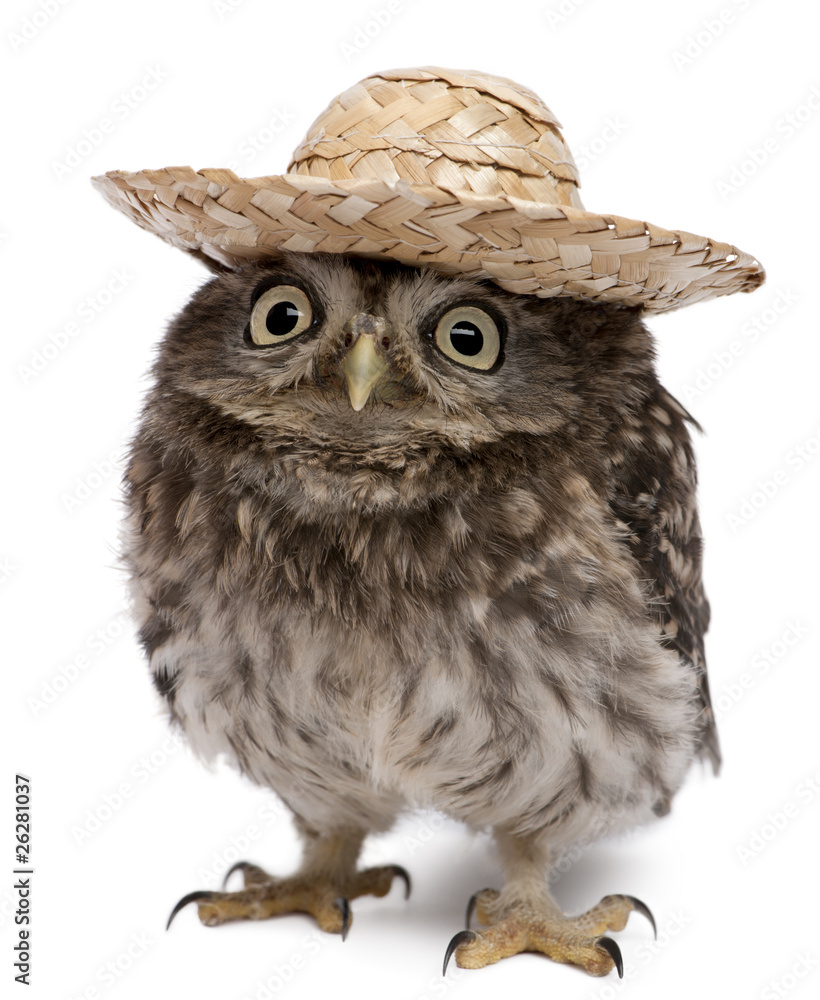 Fototapeta premium Young owl wearing a hat in front of white background