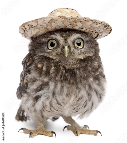 Young owl wearing a hat in front of white background