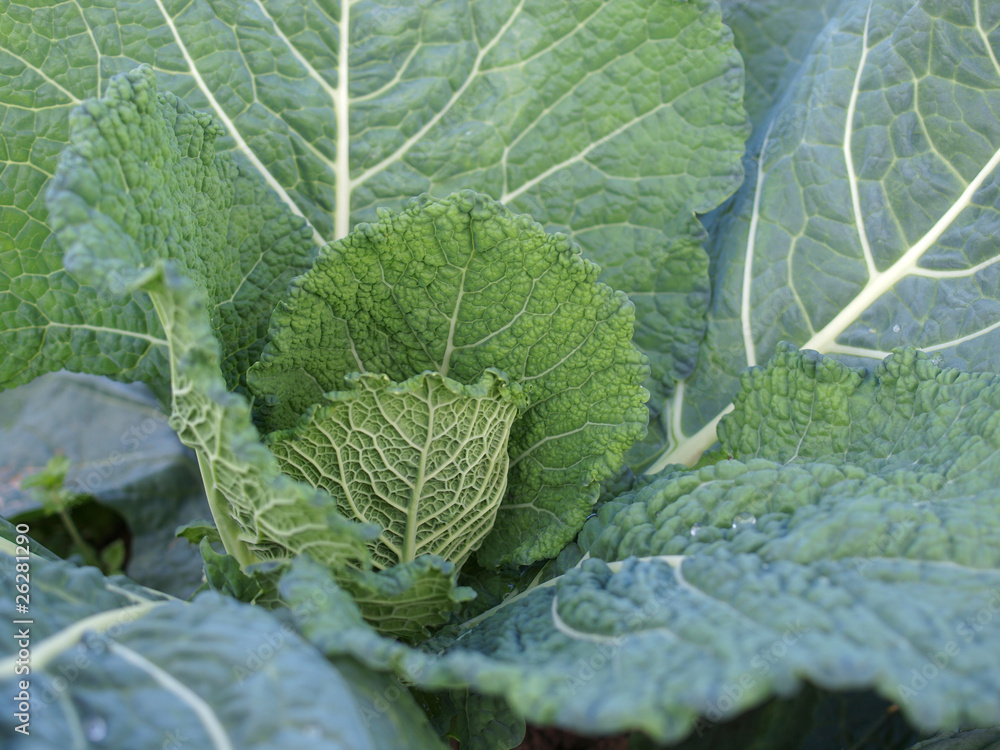 Kohl Kohl