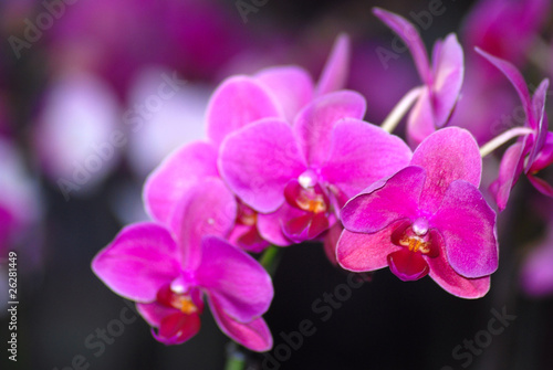 ORQUÍDEAS ROSAS, FLOR´EXÓTICA, PRECIOSAS