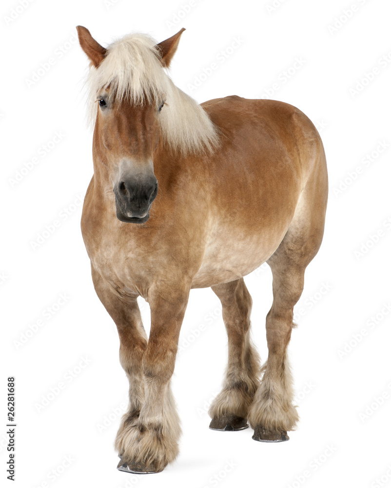 Belgian horse, Belgian Heavy Horse, Brabancon, draft horse Belgian horse, Belgian Heavy Horse, Brabancon, draft horse