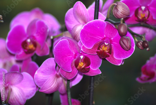 ORQUÍDEAS, PHALAENOPSIS, EXÓTICA