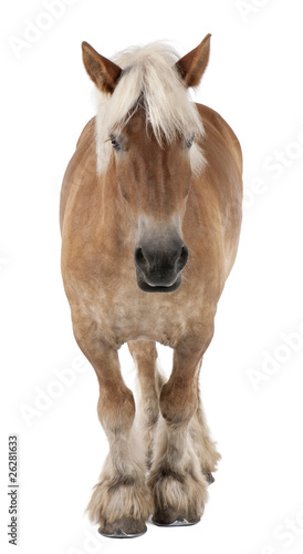 Fototapeta Naklejka Na Ścianę i Meble -  Belgian horse, Belgian Heavy Horse, Brabancon, draft horse