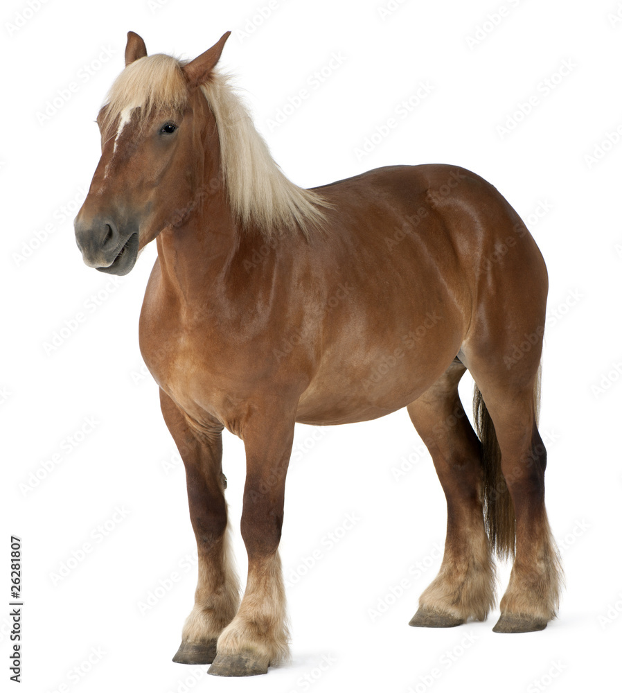 Obraz premium Belgian horse, Belgian Heavy Horse, Brabancon, draft horse