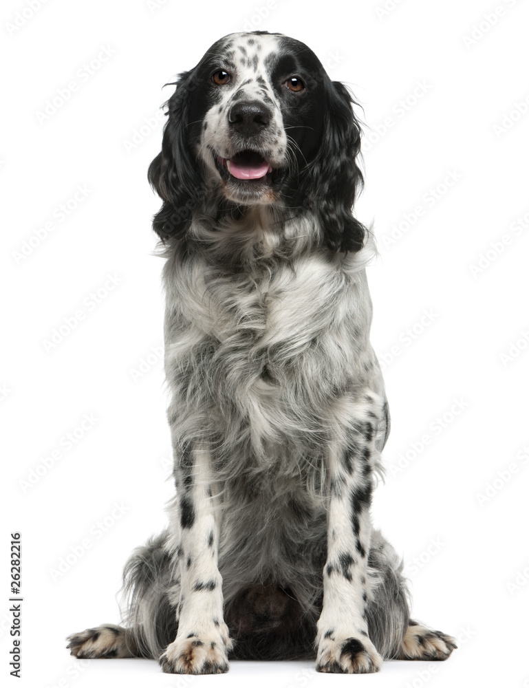Mixed-breed, 7 years old, sitting in front of white background