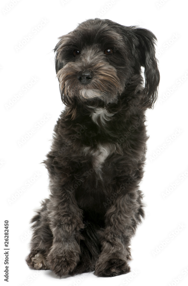 Mixed-breed, 3 years old, sitting in front of white background Mixed-breed, 3 years old, sitting in front of white background