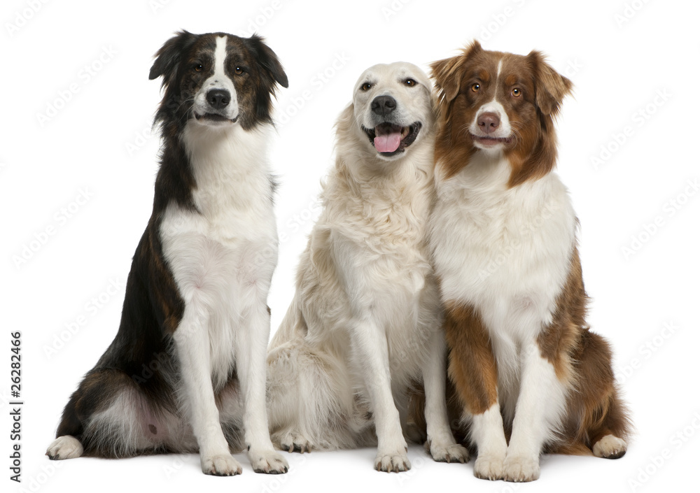 Group of three mixed-breed dogs in front of white background