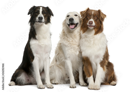 Fototapeta Naklejka Na Ścianę i Meble -  Group of three mixed-breed dogs in front of white background