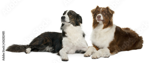 Pair of mixed-breed dogs in front of white background © Eric Isselée