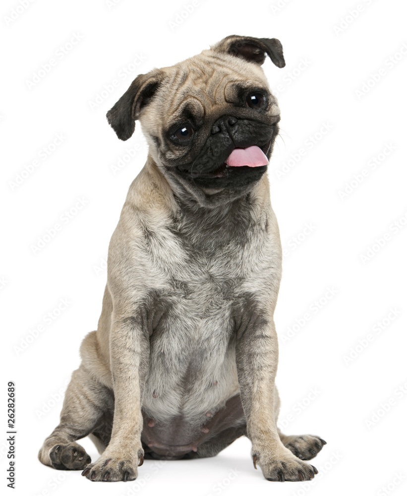 Pug, 19 months old, sitting in front of white background Pug, 19 months old, sitting in front of white background