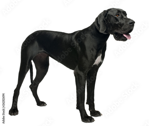 Great Dane  15 months old  standing