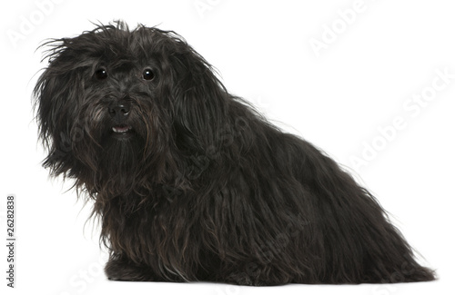 Havanese, 11 months old, sitting in front of white background