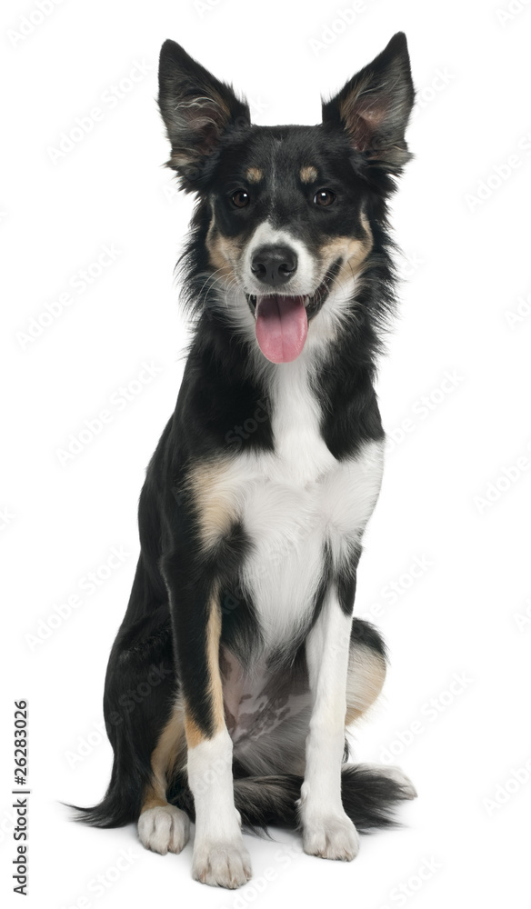 Border collie, 7 months old, sitting Border collie, 7 months old, sitting