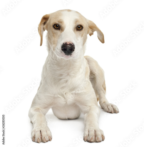 Ibizan hound, 12 months old, lying in front of white background