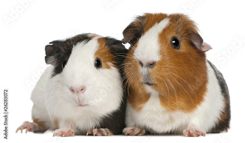 Guinea pigs, 3 years old, lying in front of white background © Eric Isselée