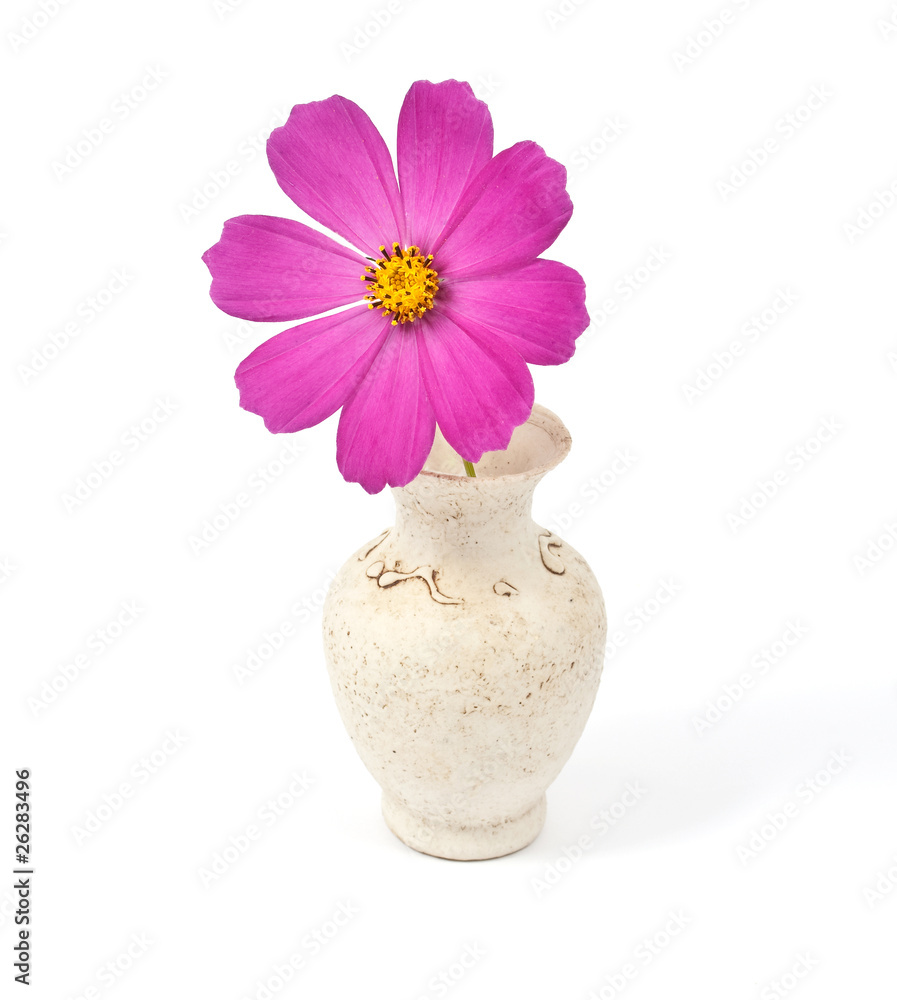 daisy in a vase daisy in a vase