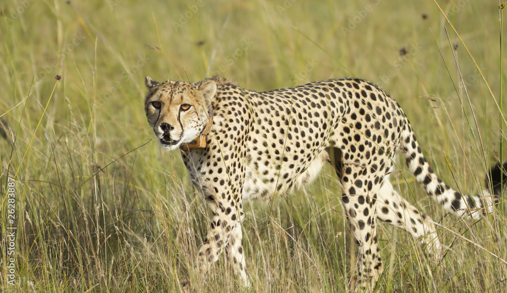 Fototapeta premium Cheetah female